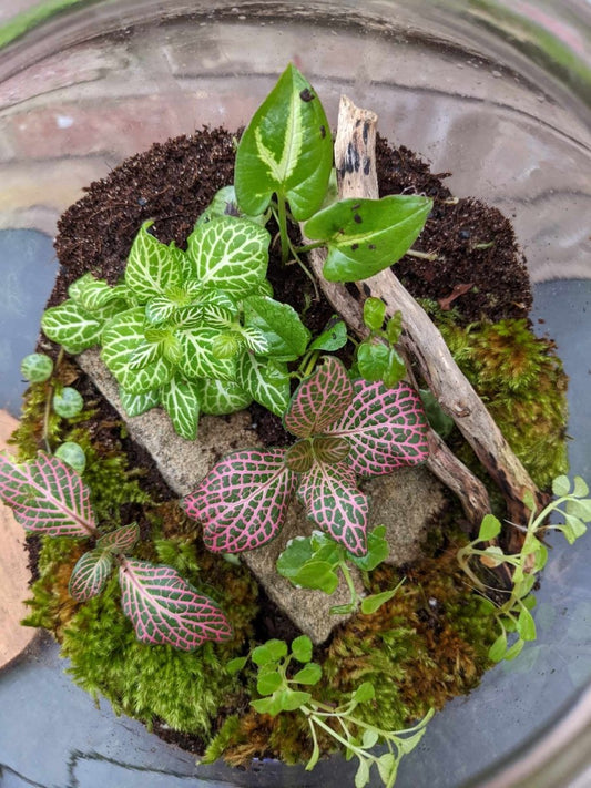 The Eco Treasures Guide to Tackling Mould in Enclosed Terrariums - EcoTreasures