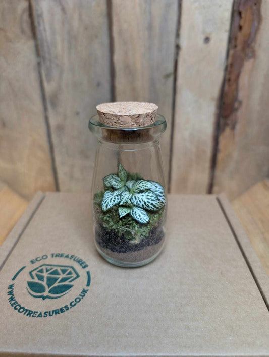 Ready Made Terrarium - Mini Milk