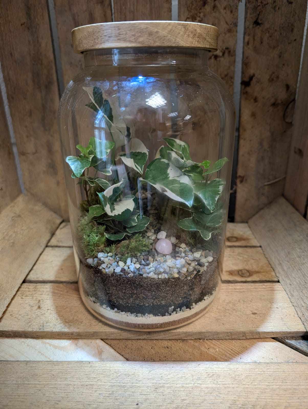 Large Ready-made Terrarium - 'Holly'