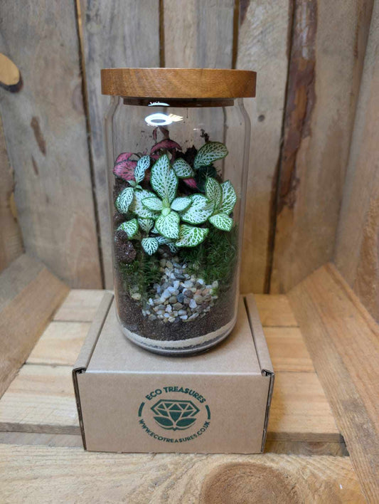 Medium Ready-made Terrarium - 'Frederick'