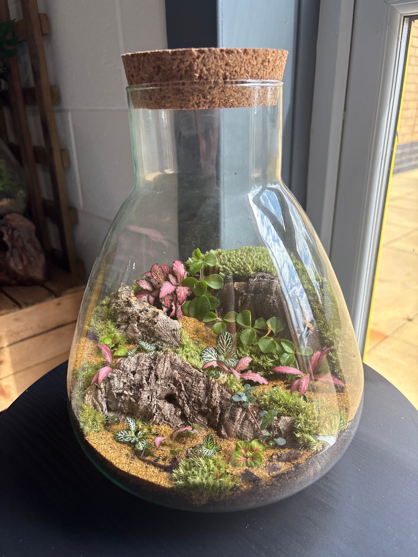 Ready-made Terrarium – Bruce Jar