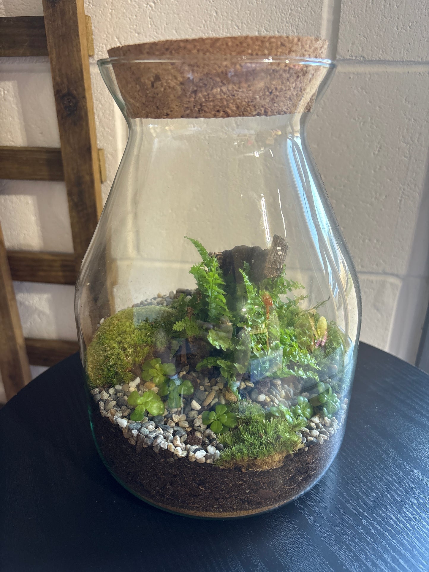 Ready-made Terrarium – Jamie Jar