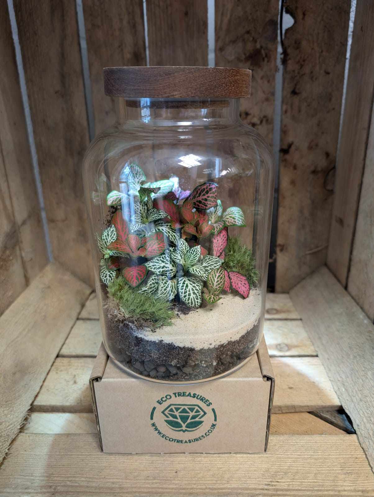 Medium Ready-made Terrarium - 'Felicia'