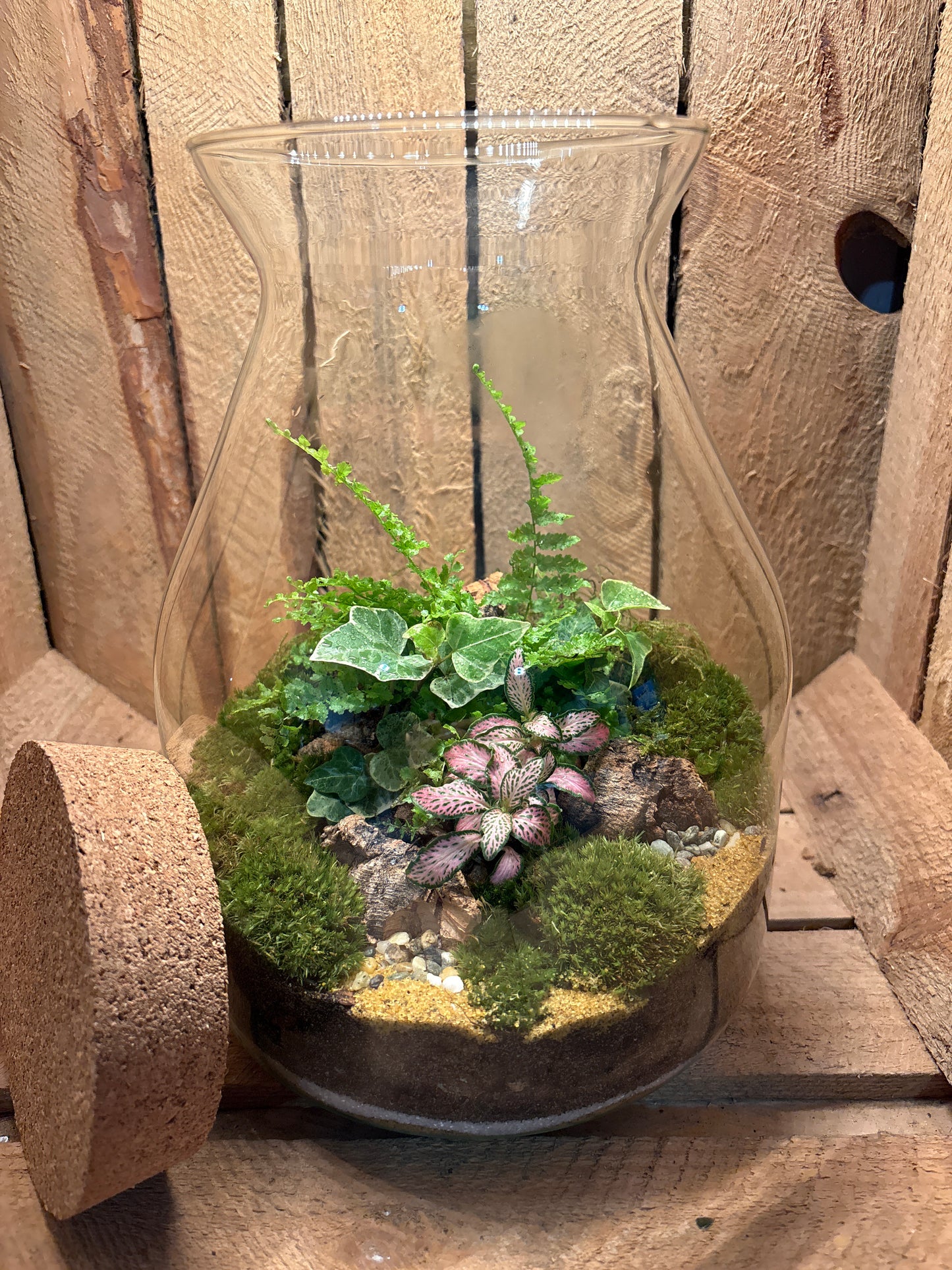 Ready-made Terrarium – Jamie Jar