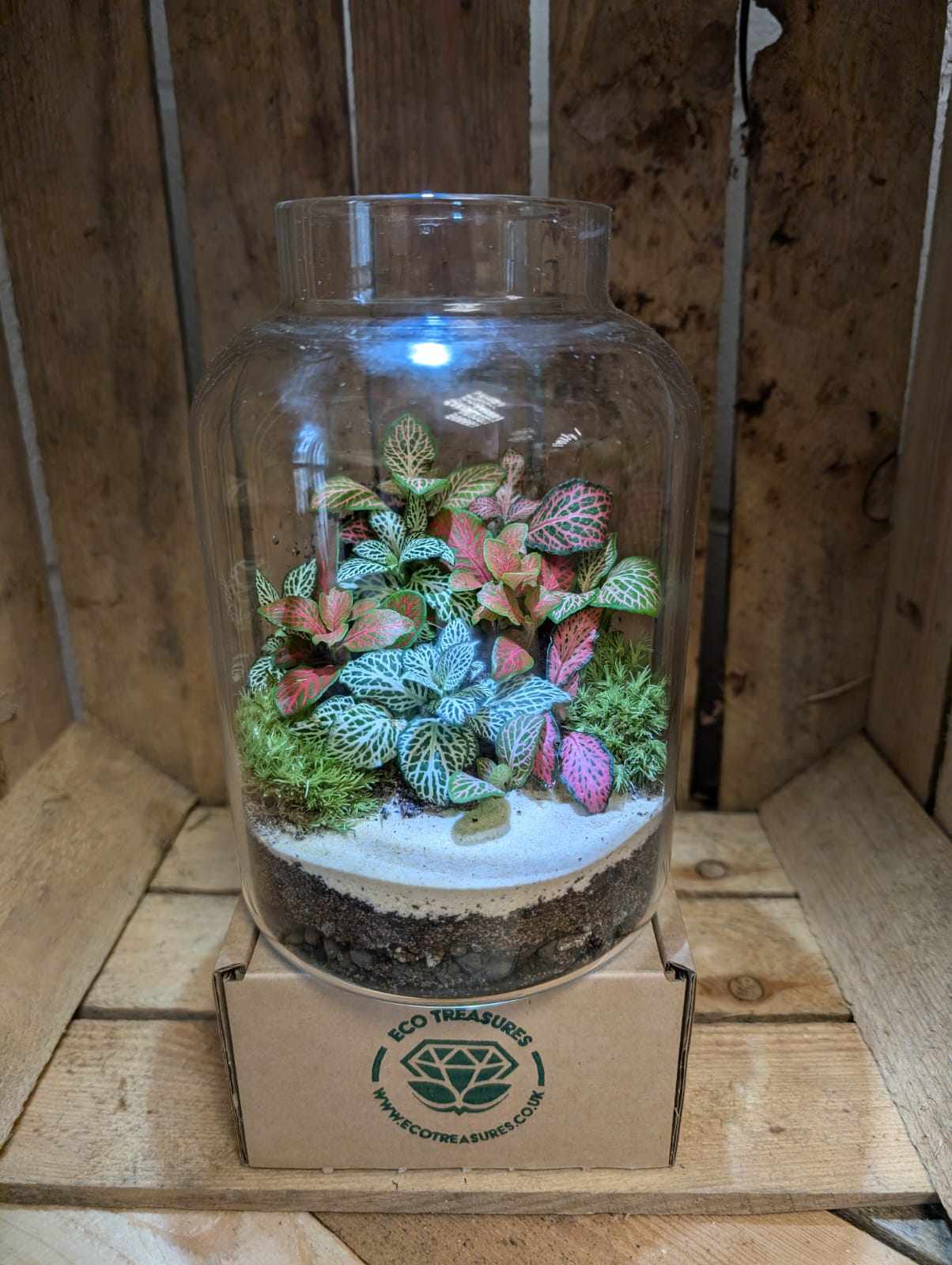 Medium Ready-made Terrarium - 'Felicia'