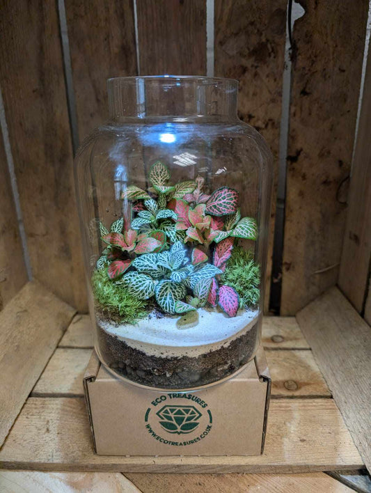 Medium Ready-made Terrarium - 'Felicia'