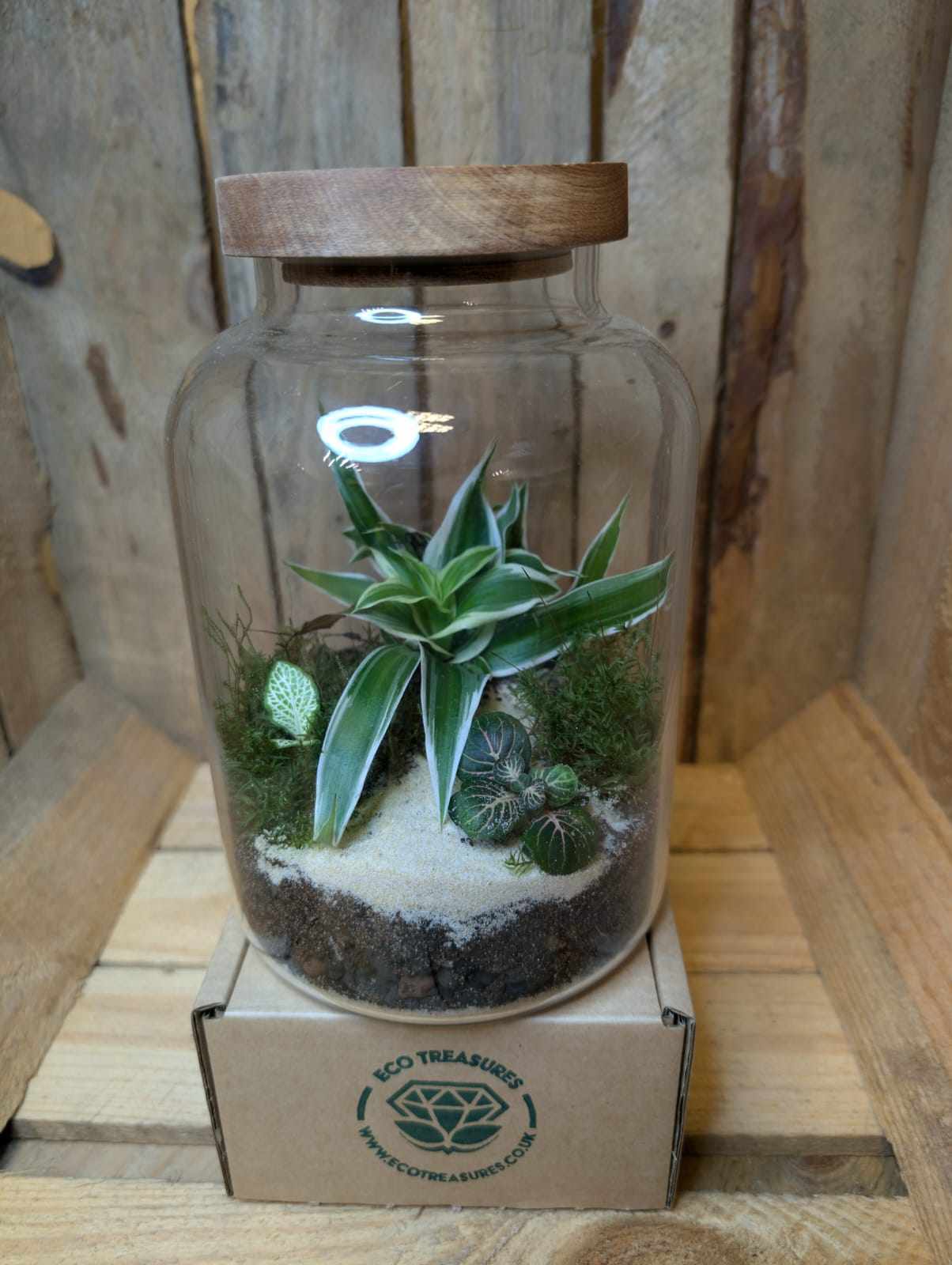 Medium Ready-made Terrarium - 'Florence'