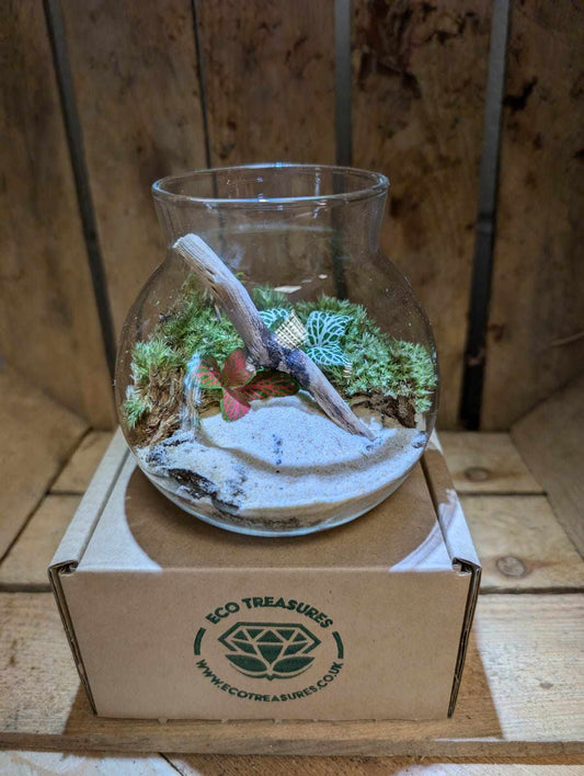 Small Ready-made Terrarium - 'Andrea'