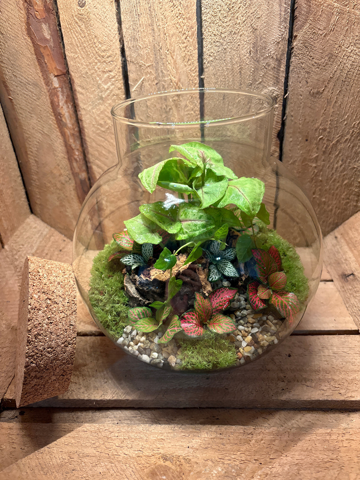 Ready-made Terrarium – George Jar