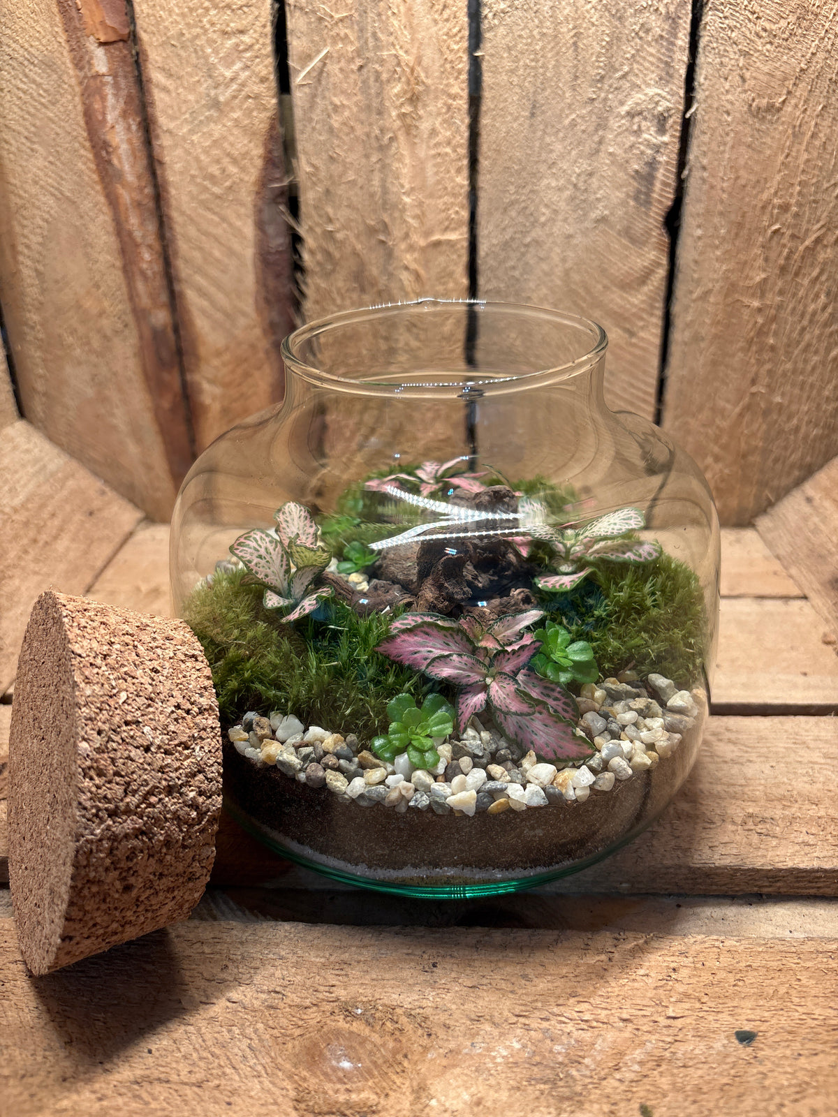 Ready-made Terrarium – Rick