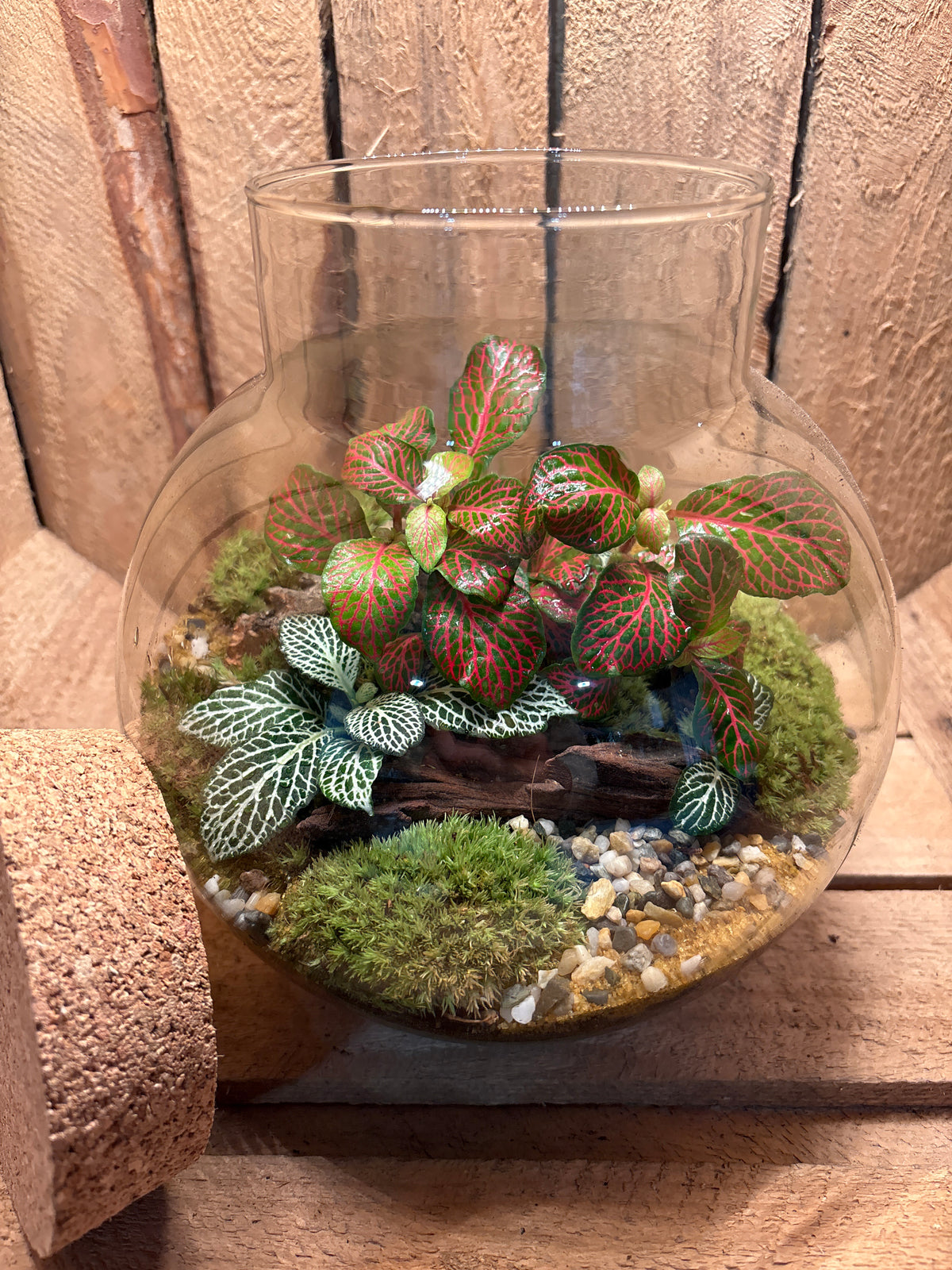 Ready-made Terrarium – George Jar