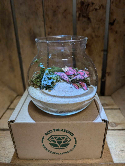 Small Ready-made Terrarium - 'Danielle'