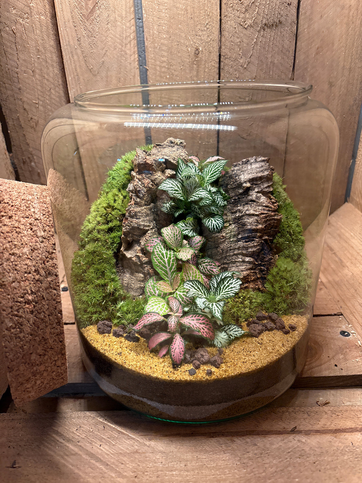 Ready-made Terrarium – Katie