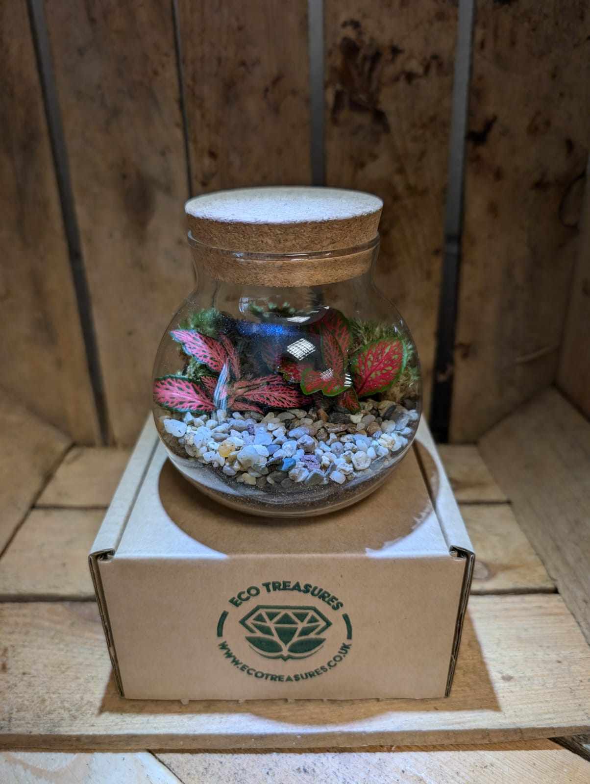Small Ready-made Terrarium - 'Jane'