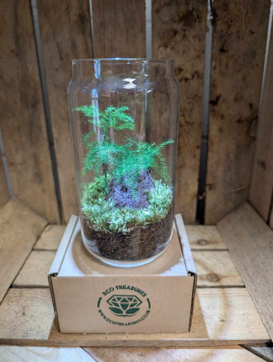 Medium Ready-made Terrarium - 'Lindsay'