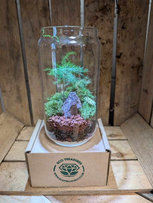 Medium Ready-made Terrarium - 'Louise'