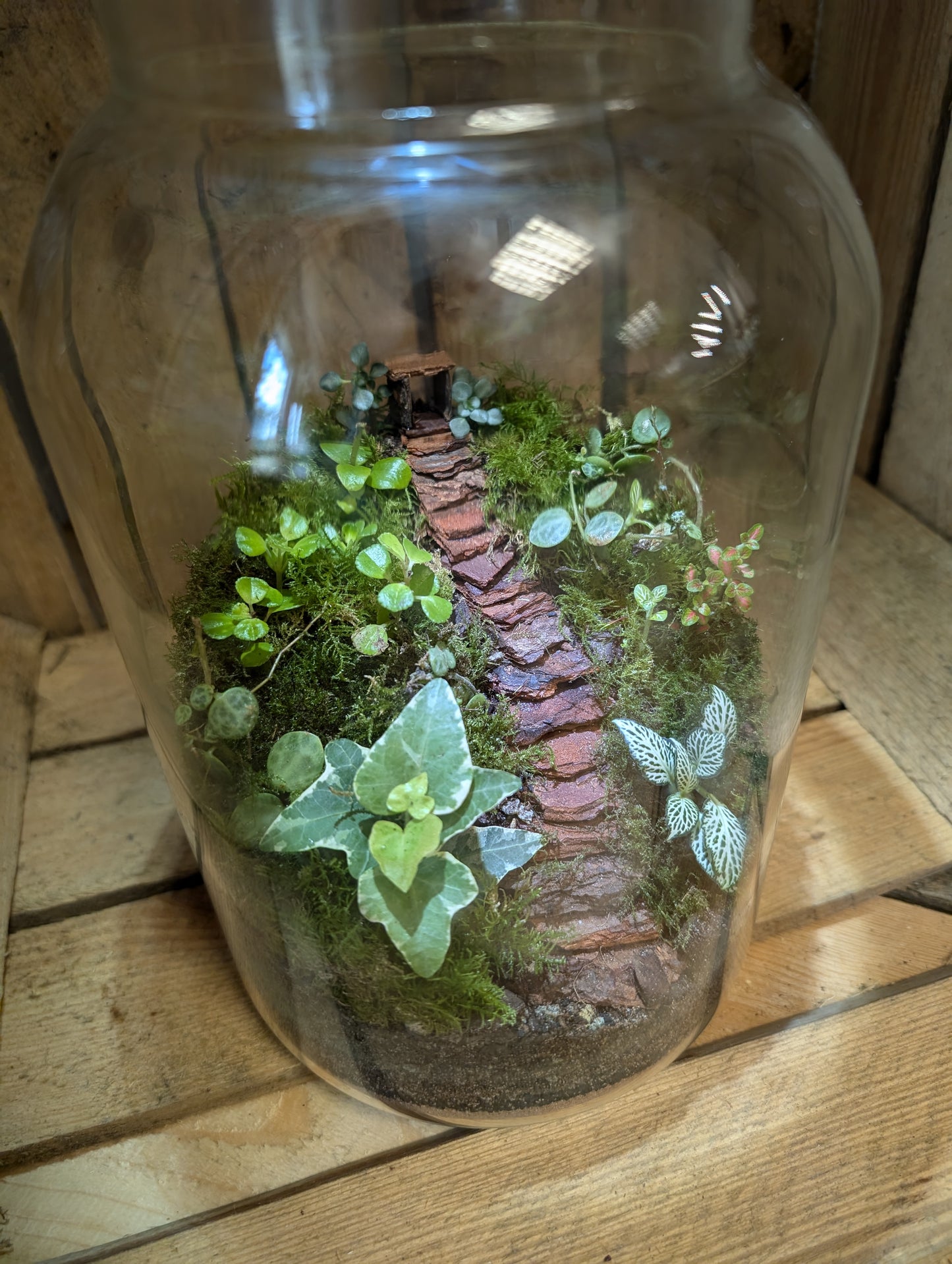 Large Ready-made Terrarium - 'Jasmine'