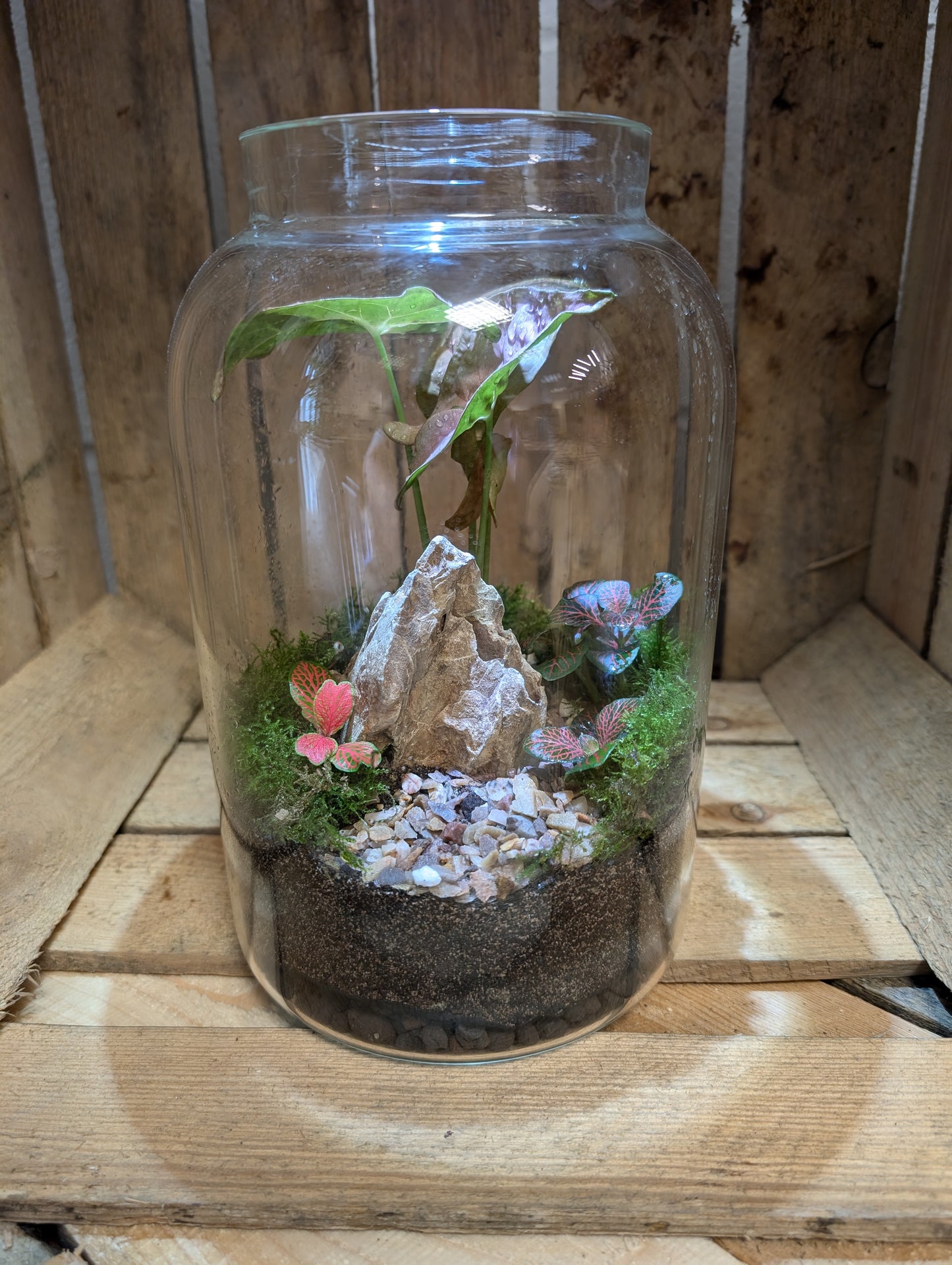 Large Ready-made Terrarium - 'Patsie'