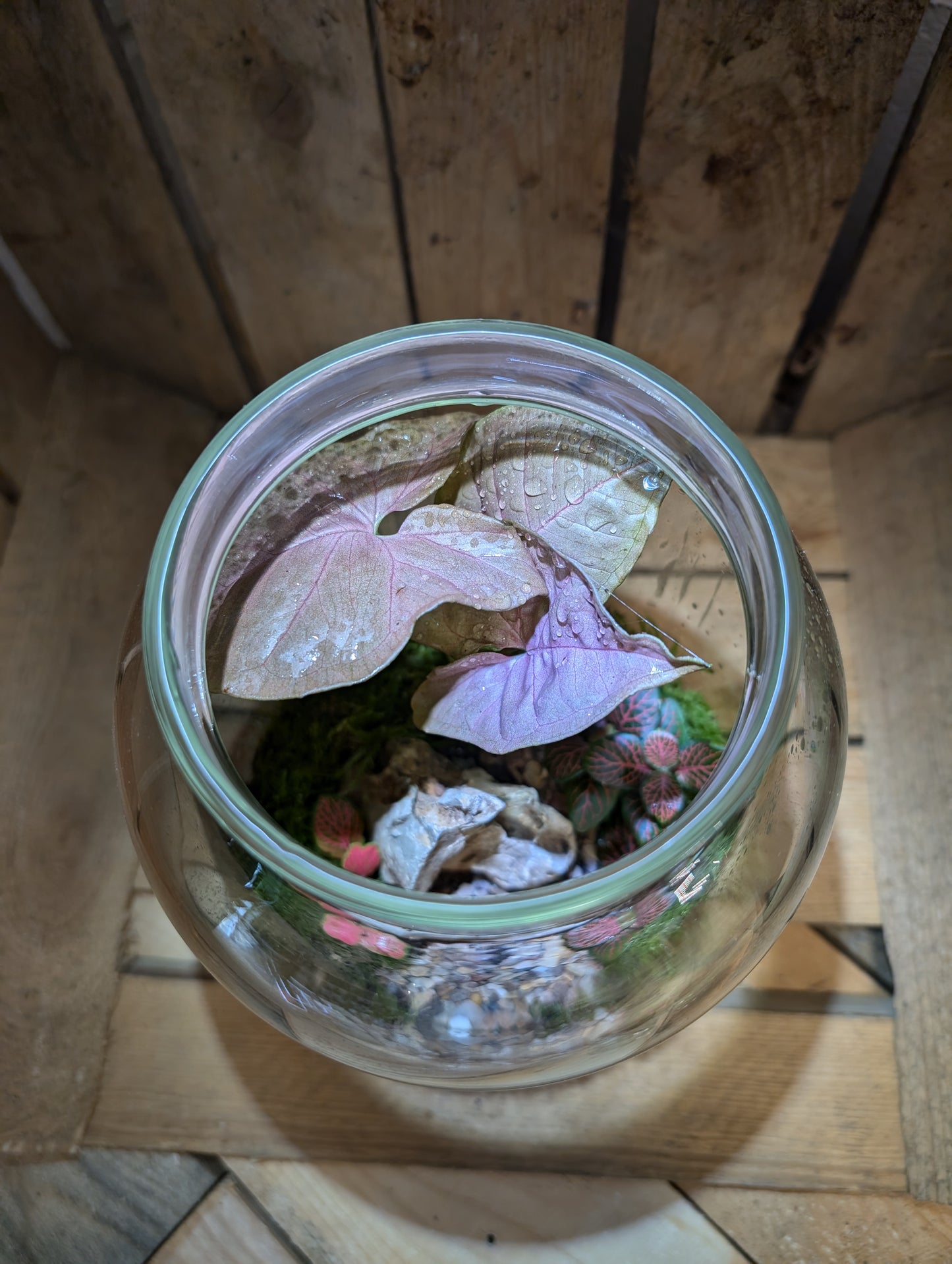 Large Ready-made Terrarium - 'Patsie'