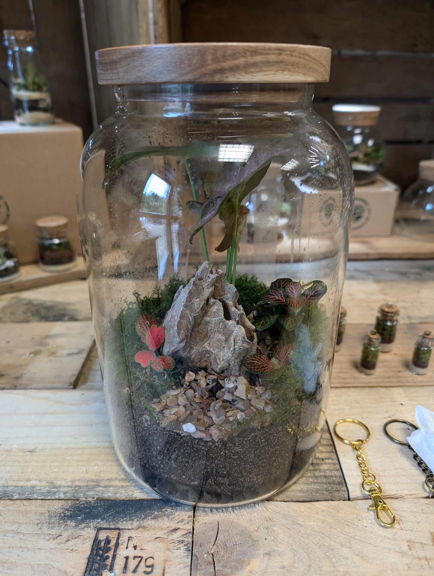 Large Ready-made Terrarium - 'Patsie'