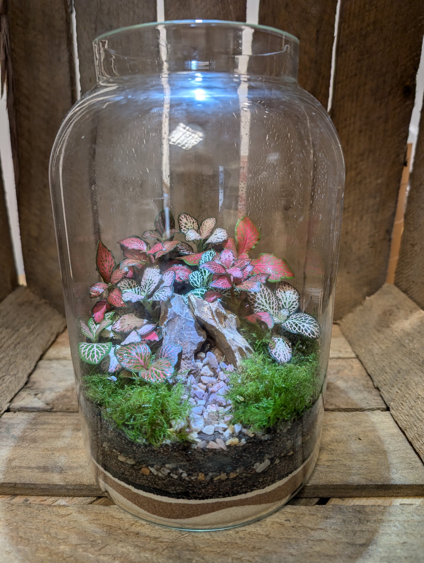 Large Ready-made Terrarium - 'Frankie'