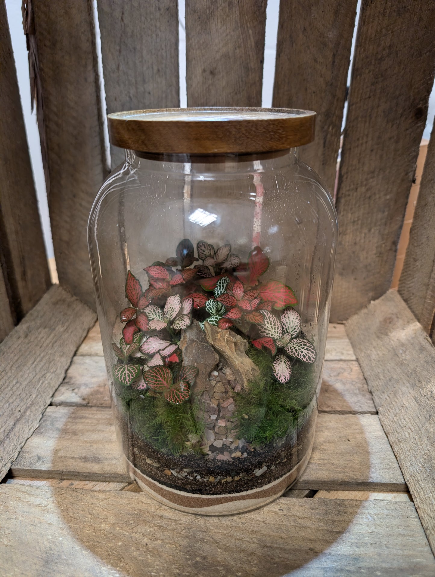 Large Ready-made Terrarium - 'Frankie'