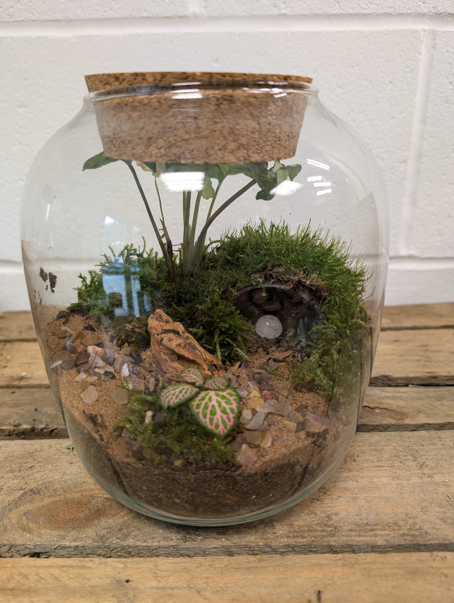 Large Ready-made Terrarium - 'Patrick'
