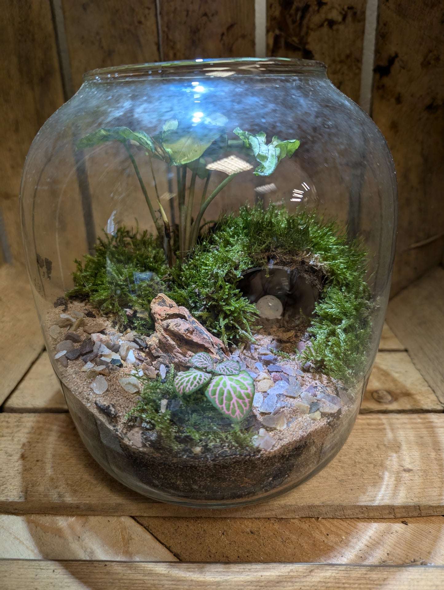 Large Ready-made Terrarium - 'Patrick'