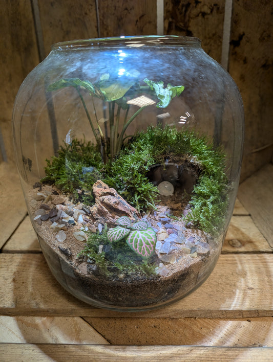 Large Ready-made Terrarium - 'Patrick'