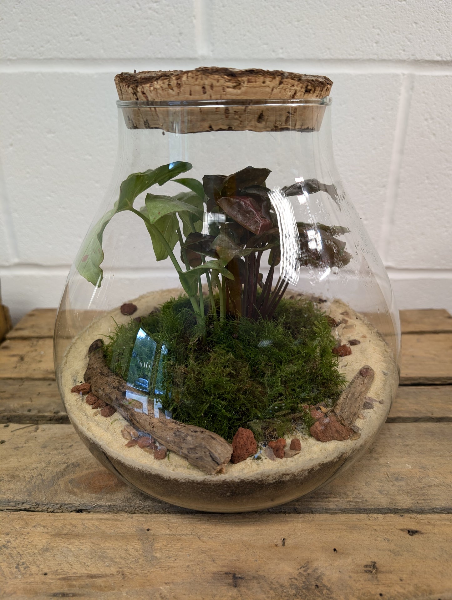 Large Ready-made Terrarium - 'Carol'
