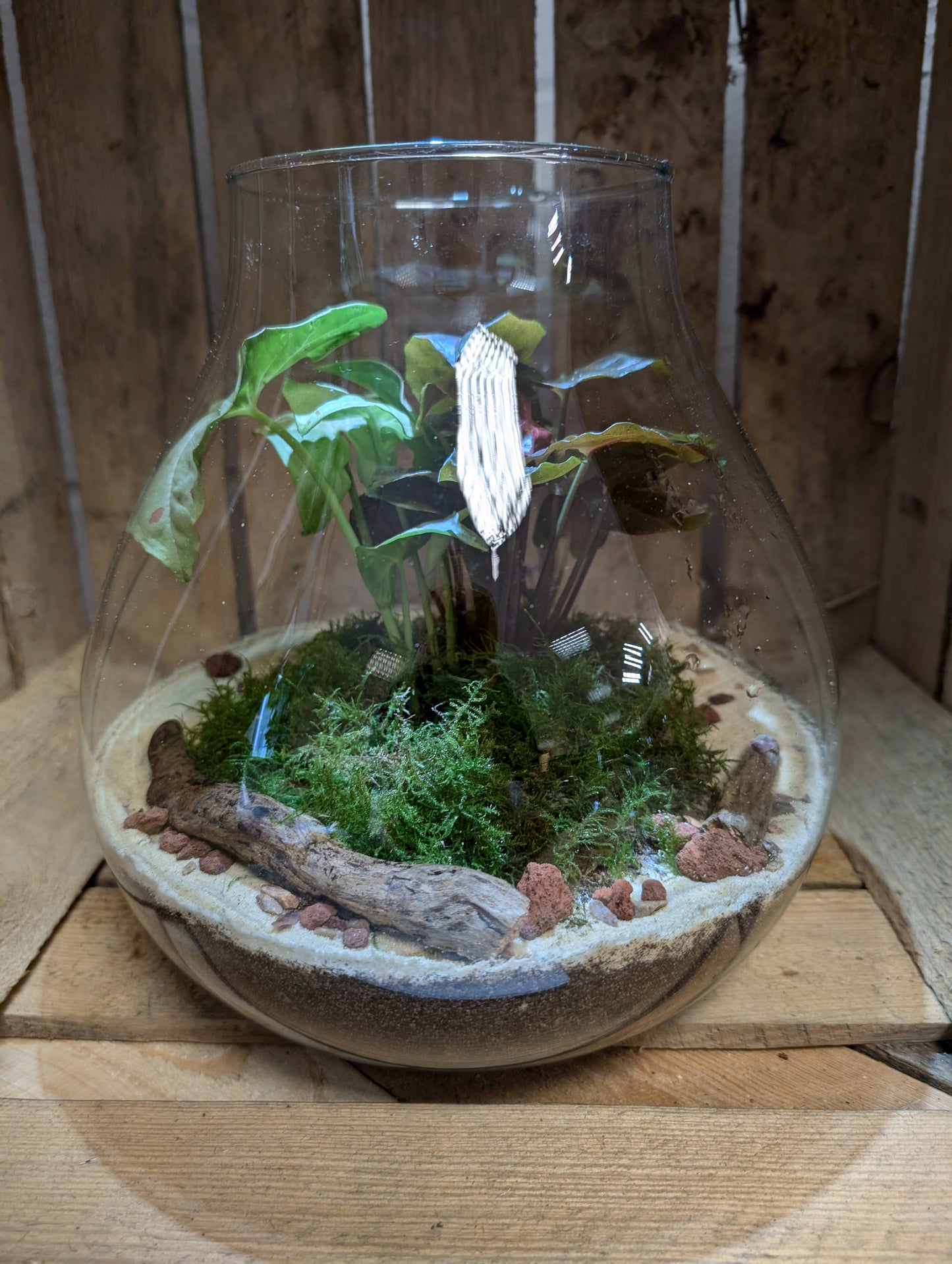 Large Ready-made Terrarium - 'Carol'