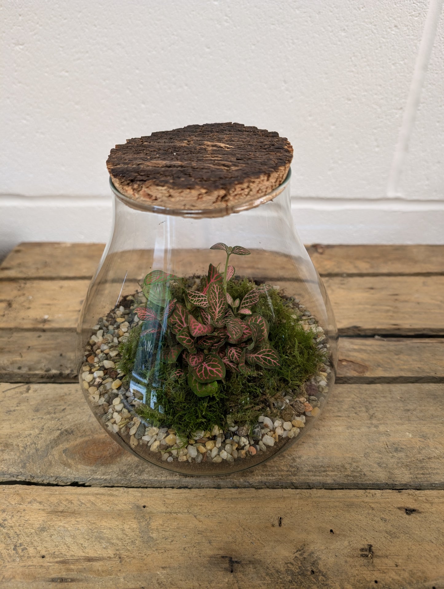 Medium Ready-made Terrarium - 'Frankie'