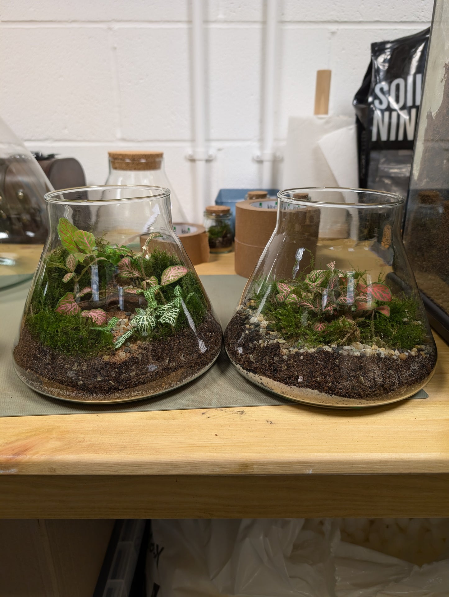 Tiktok LIVE special - Helz