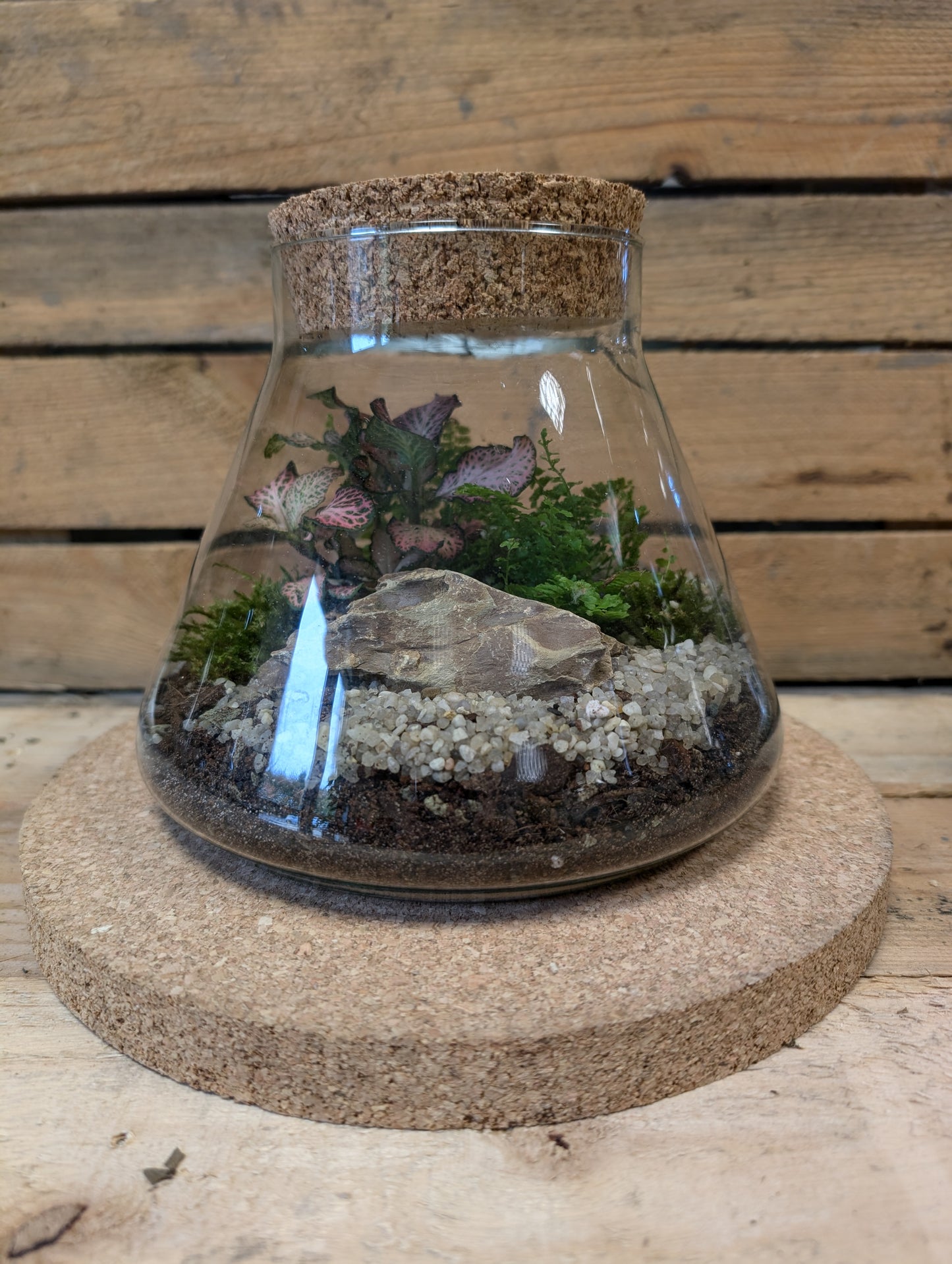 Medium Ready-made Terrarium - 'Clive'