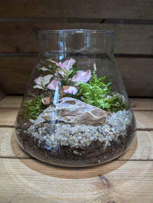 Medium Ready-made Terrarium - 'Clive'