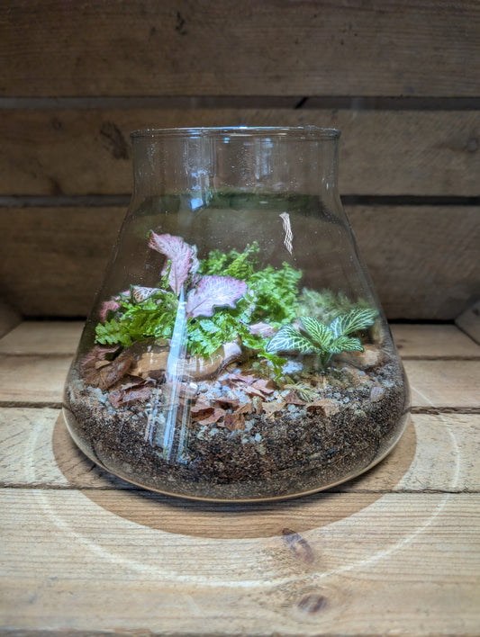 Medium Ready-made Terrarium - 'Barbara'