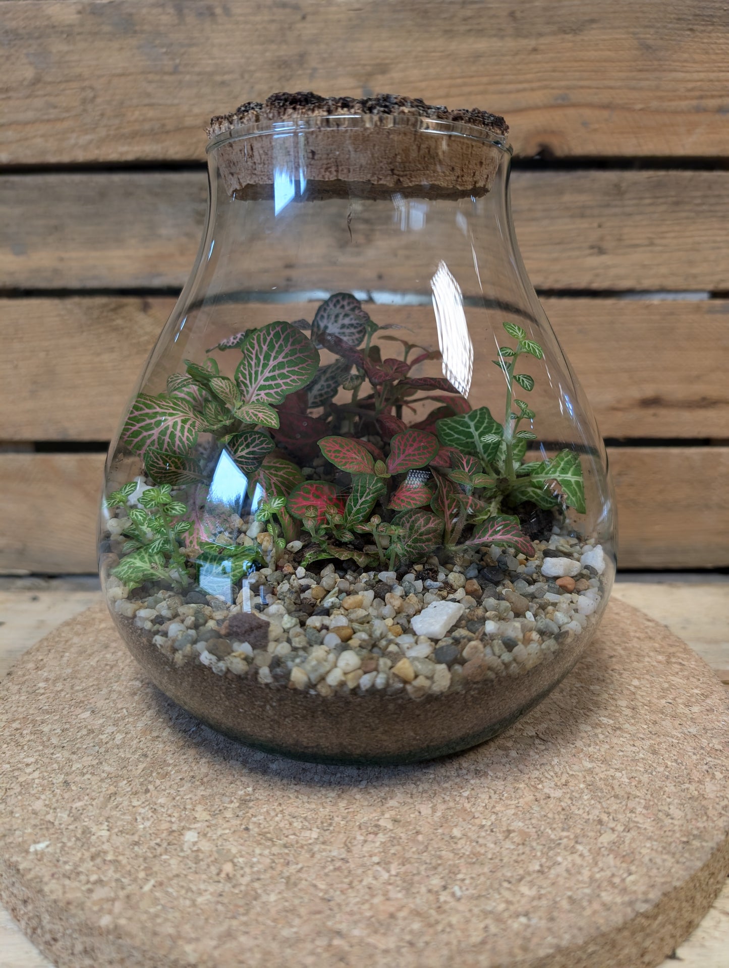 Medium Ready-made Terrarium - 'Michelle'