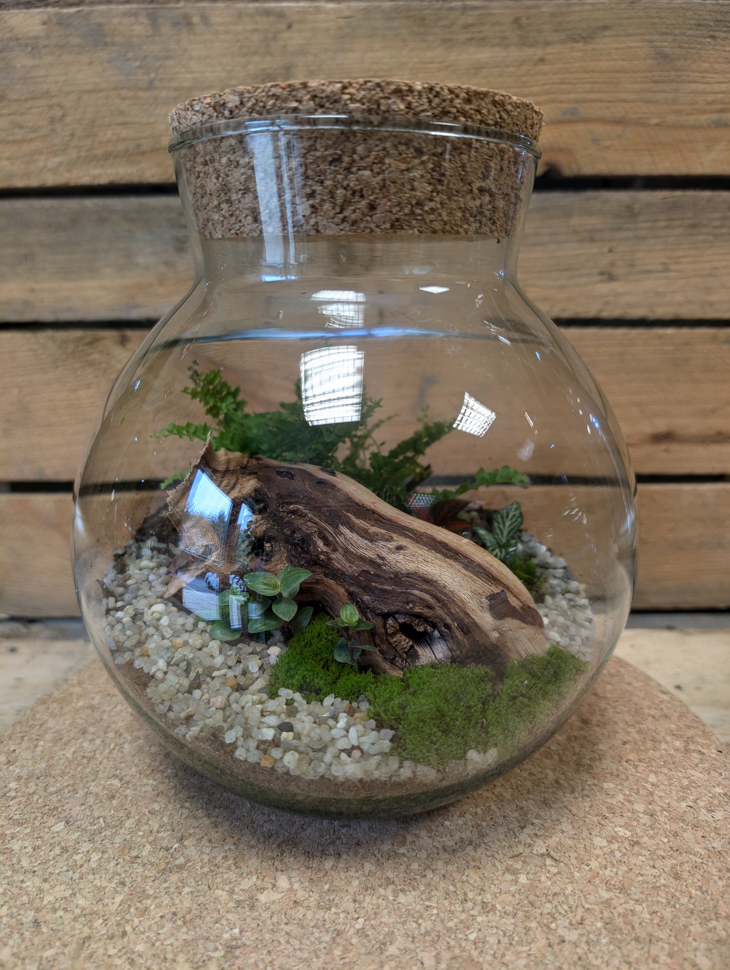 Medium Ready-made Terrarium - 'Otto'