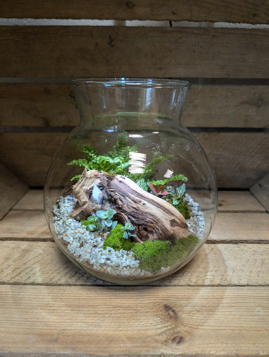 Medium Ready-made Terrarium - 'Peter'
