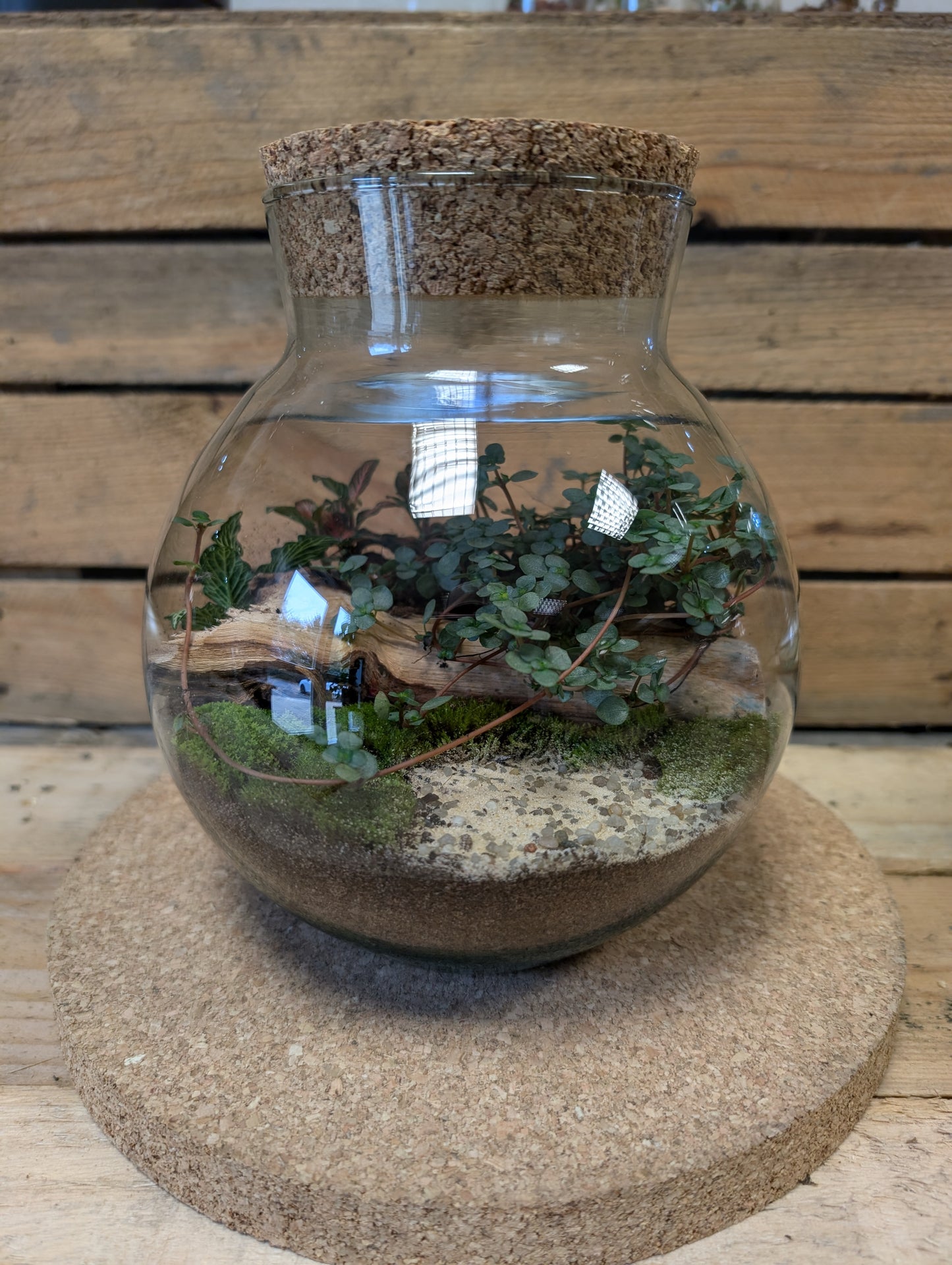 Medium Ready-made Terrarium - 'John'