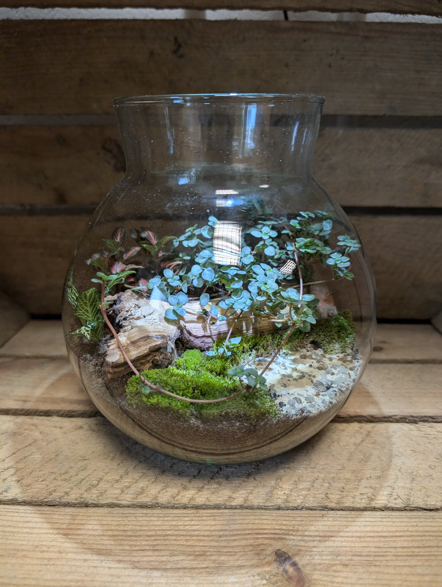 Medium Ready-made Terrarium - 'John'