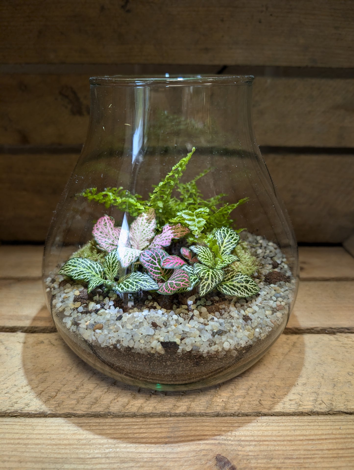 Medium Ready-made Terrarium - 'George'