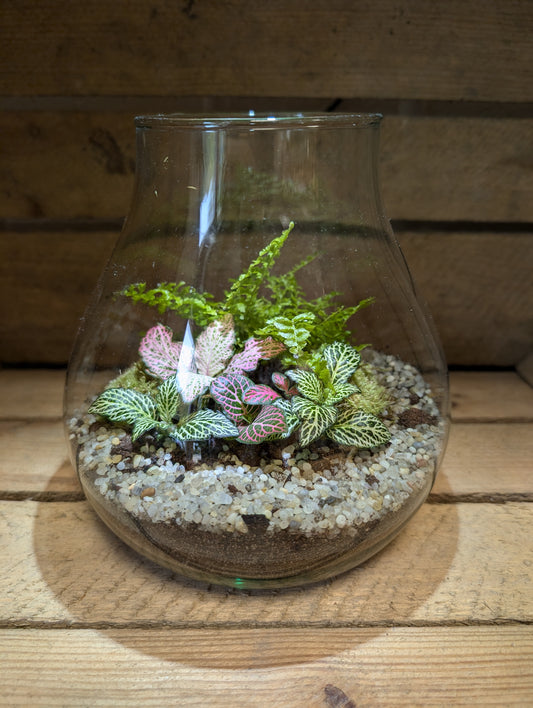 Medium Ready-made Terrarium - 'George'