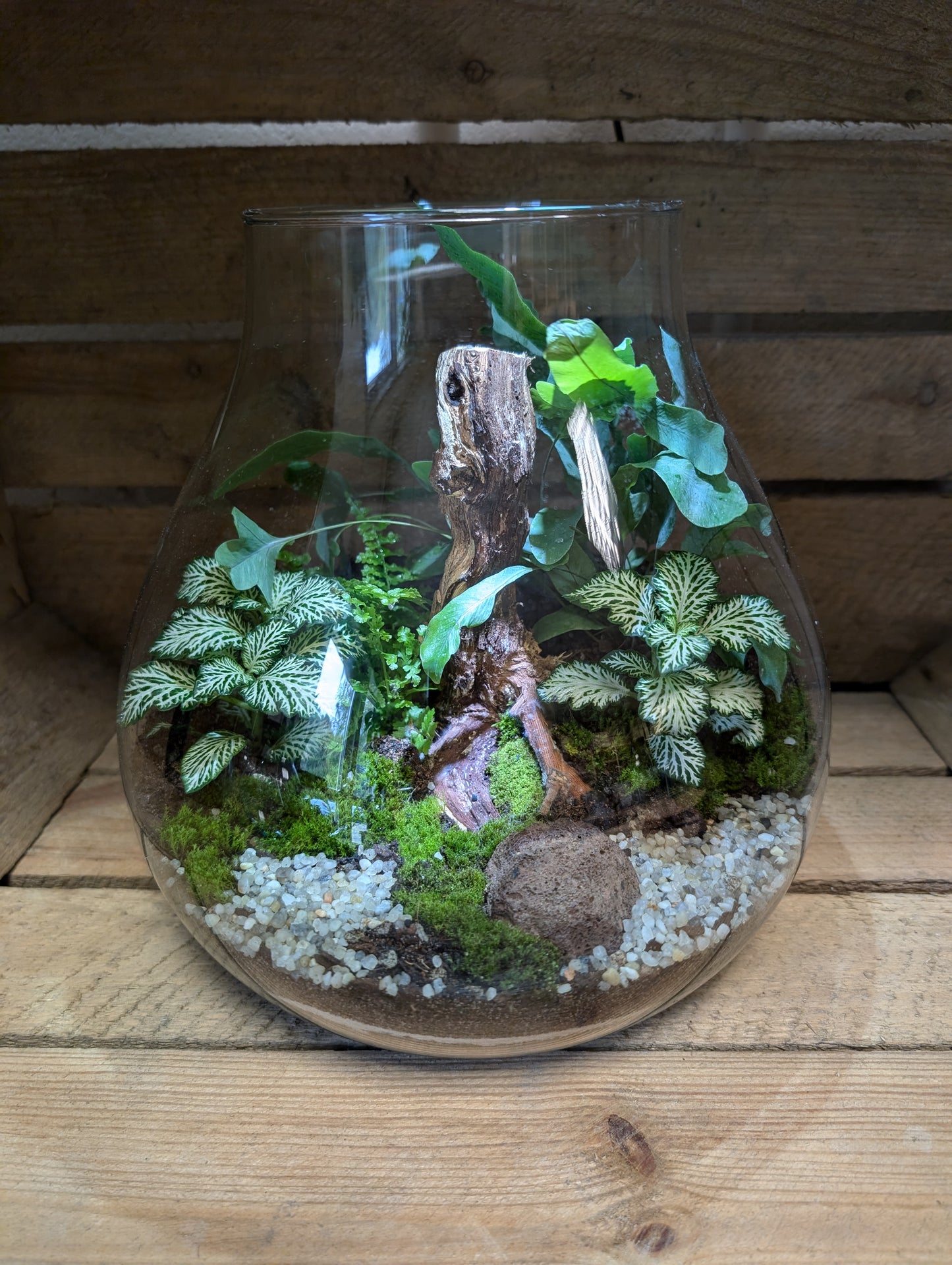 Large Ready-made Terrarium - 'Hollie'
