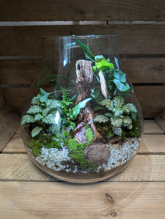 Large Ready-made Terrarium - 'Hollie'