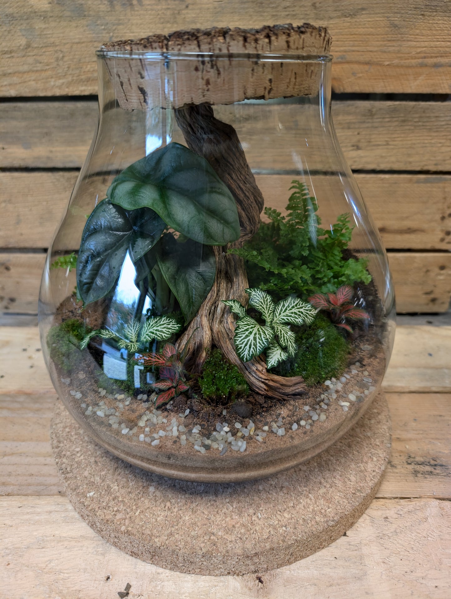 Large Ready-made Terrarium - 'Pauline'