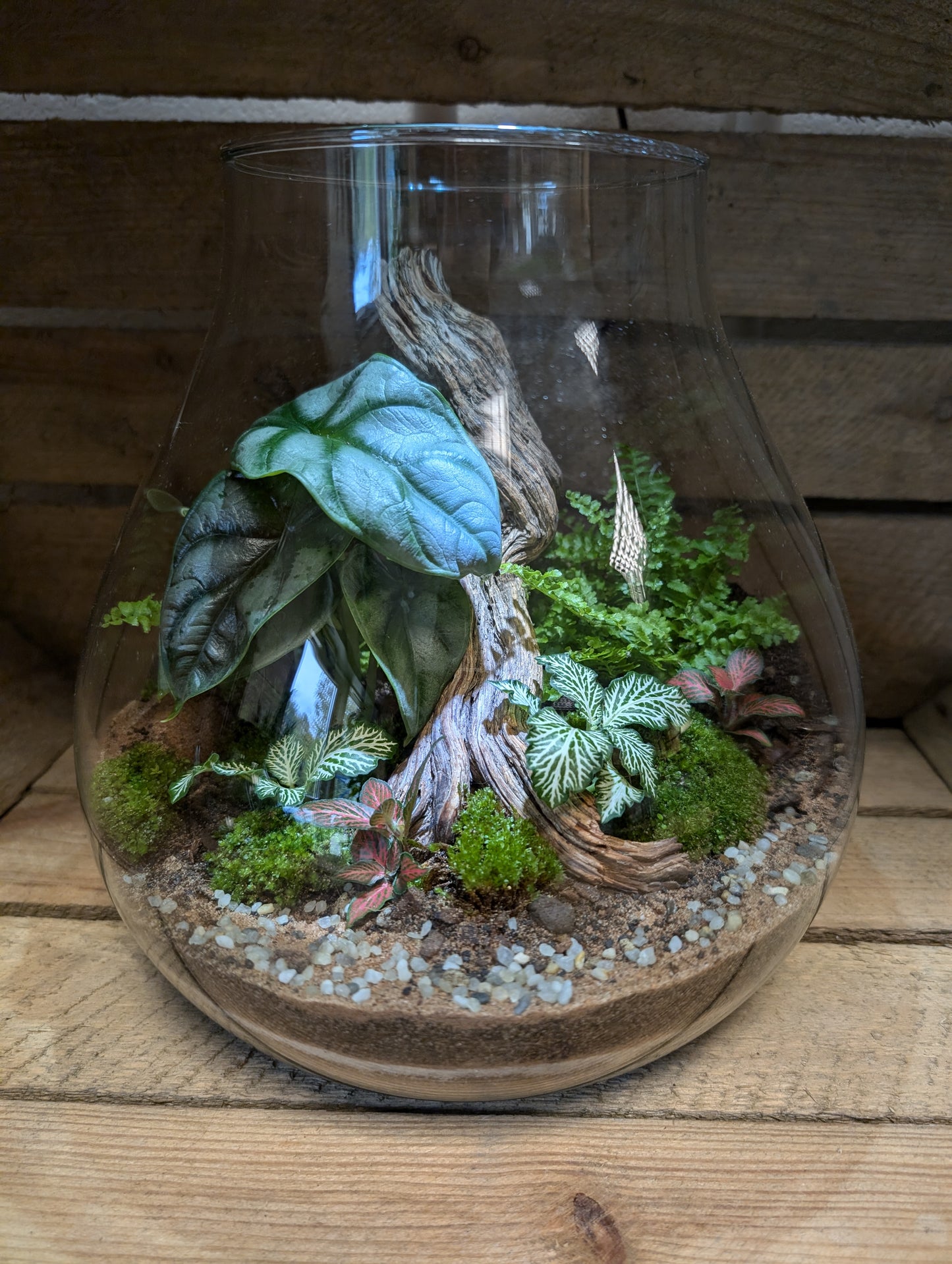 Large Ready-made Terrarium - 'Pauline'