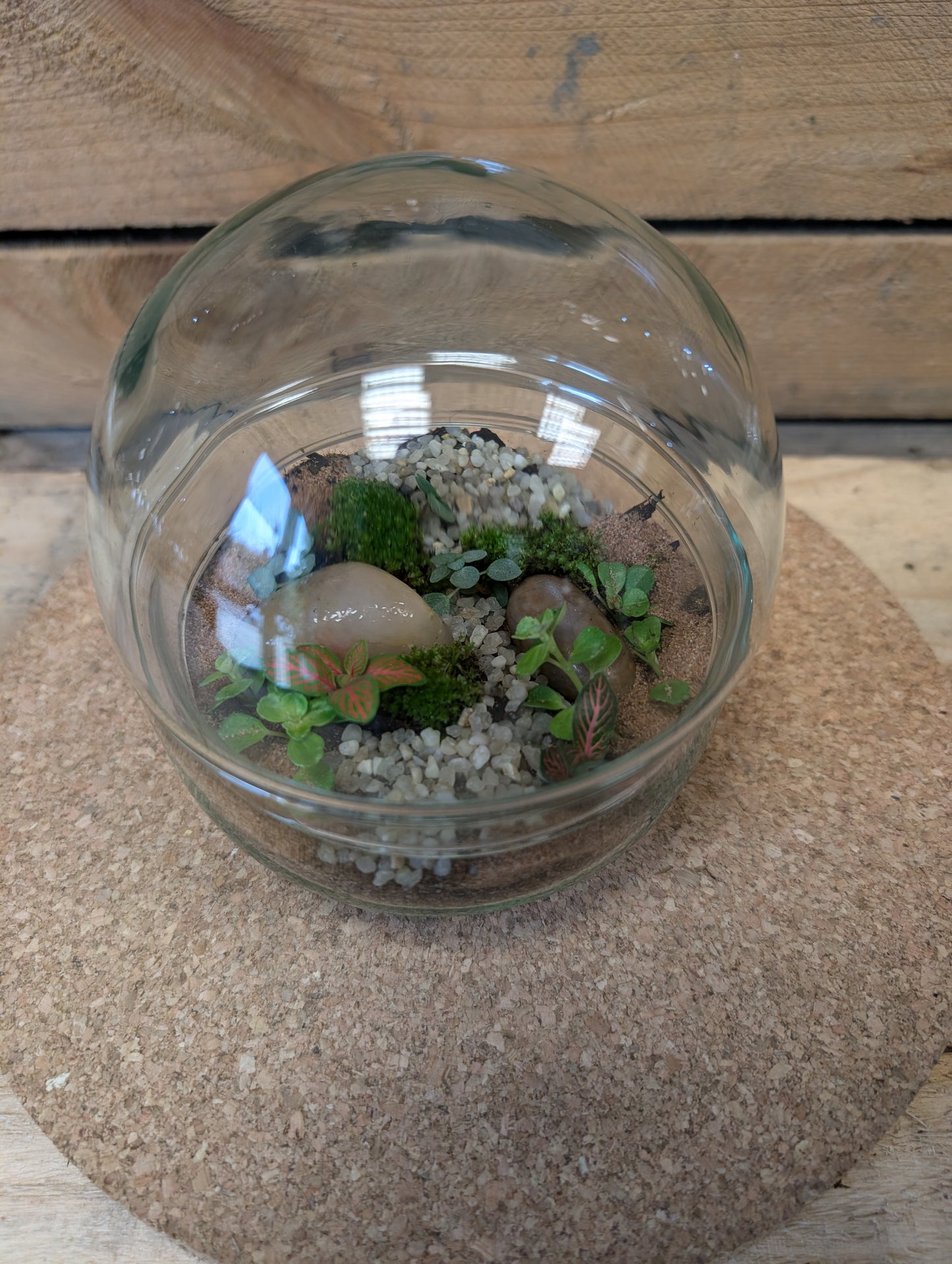 Small Ready-made Terrarium - 'Thomas'