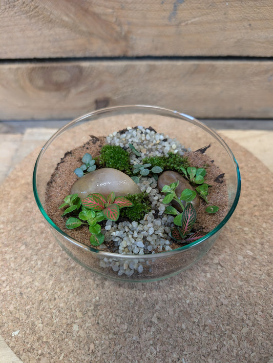 Small Ready-made Terrarium - 'Thomas'