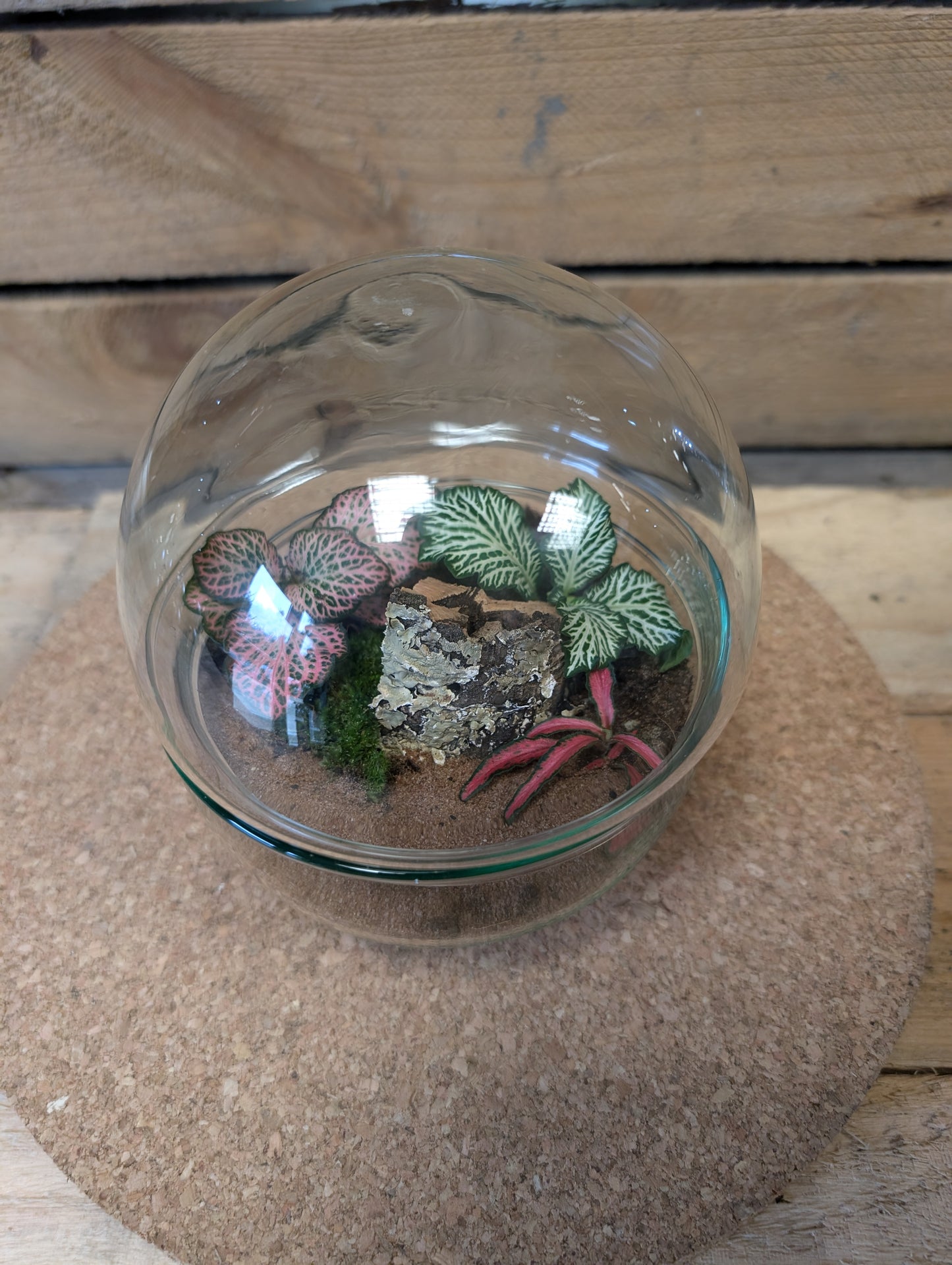 Small Ready-made Terrarium - 'Taylor'